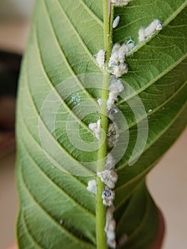 Guava mealy bug lay eggs on leaf.