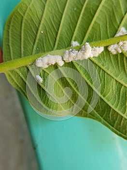 Guava mealy bug lay eggs on leaf.