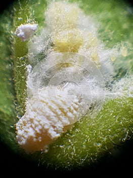 Guava mealy bug lay eggs on leaf.