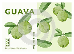 Guava packaging design templates, watercolour style vector illustration.