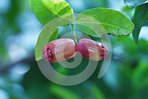 Guava or syzygium aqueum shaped like a bell and  skin is shiny like waxed