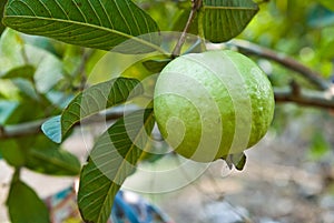 Guava on tree
