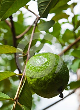 Guava on tree