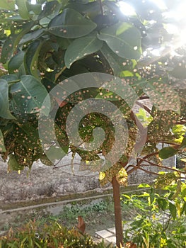 Guava tree afected leaf caterpillars