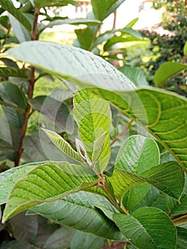 Guava tree close view. The asylum of the fruit is protected and nurtured by the leaves itself. Witness for the amazing nature.