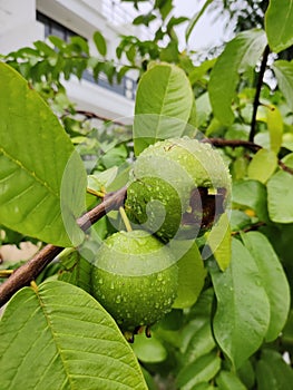 Guava tree, fresh guava, guava inthe tree