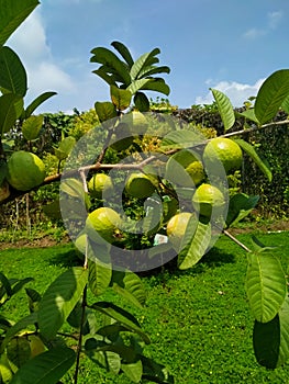 guava tree fruitful