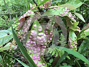 The Leaf Galls Disease Attack
