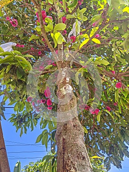 guava tree and lots of fruit