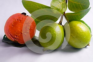 guava white background with copy space for advertising.