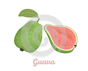 Guava whole and half isolated on  white background. Vector illustration of tropical fruit