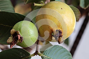Guavas of varying degrees of ripeness on a tree.