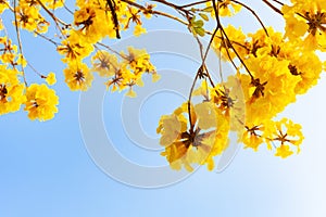 Guayacan or Handroanthus chrysanthus or Golden Bell Tree