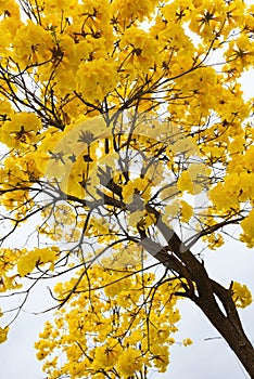Guayacan or Handroanthus chrysanthus tree