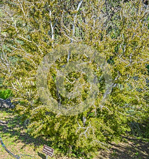 Guayacan Porlieria Angustifolia from Caltrop family and native to Texas and Mexico. Boyce Thompson Arboretum, Penal County, Ariz photo