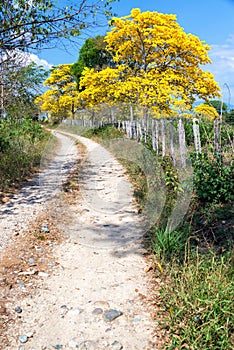 Guayacan Tree