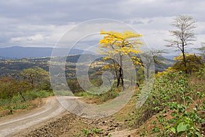 Guayacanes Bloom in Ecuador photo