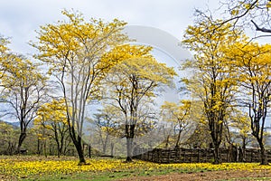 Guayacanes trees during the flowering season. Province of Loja, Ecuador photo