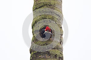 Guayaquil Woodpecker Female  843670