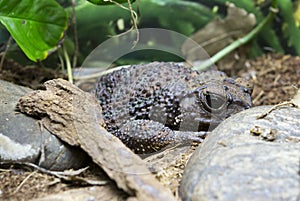 Guban Toad. lat. Peltophryne peltocephala