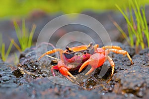 Gubernatoriana thackerayi a newly discovered species of brightly coloured freshwater crabs Satara