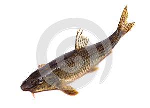Gudgeon