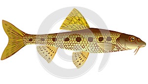 Gudgeon
