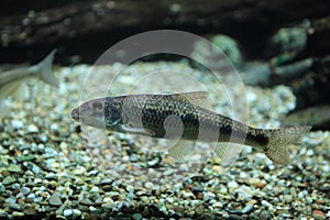 Gudgeon