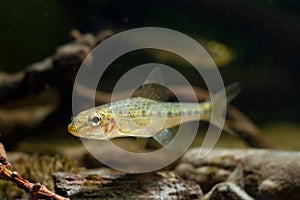 Gudgeon adult male individual swim over driftwood and blurred hardscape, clever tiny freshwater wild caught and domesticated fish