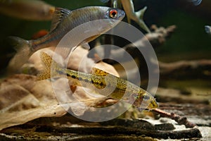 Gudgeon adult male swim over oak leaf litter and driftwood, blurred hardscape, wild caught, domesticated bitterling fish