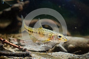 gudgeon adult swim on sand bottom, freshwater wild caught and domesticated fish in temperate river biotope aquarium, driftwood