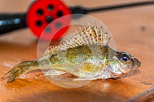 The Gudgeon in the background of the winter fishing rods