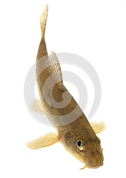 Gudgeon (fish) - isolated