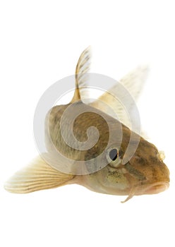 Gudgeon (fish) - isolated