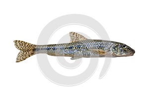 Gudgeon fish isolated on white background