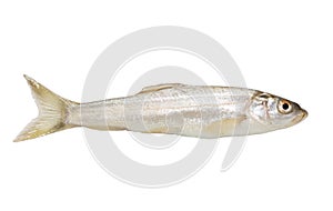 Gudgeon fish on a white background