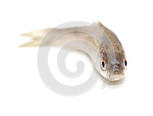 Gudgeon fish on a white background