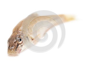 Gudgeon fish on a white background