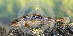 Gudgeon freshwater fish