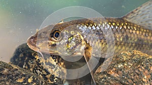 Gudgeon freshwater fish portrait