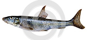 Gudgeon (Gobio gobio)