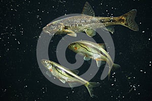 Gudgeon (Gobio gobio) and spirlin (Alburnoides bipunctatus).