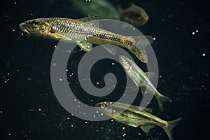 Gudgeon (Gobio gobio) and spirlin (Alburnoides bipunctatus).