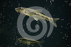 Gudgeon (Gobio gobio) and spirlin (Alburnoides bipunctatus).