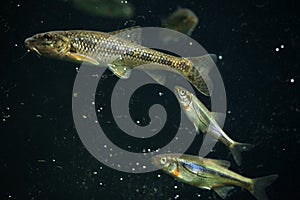 Gudgeon (Gobio gobio) and spirlin (Alburnoides bipunctatus).