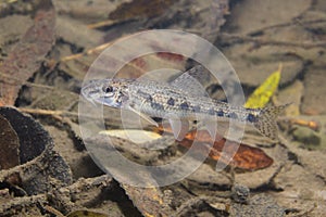 Gudgeon Gobio gobio underwater photography, river habita