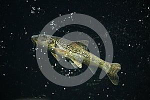 Gudgeon (Gobio gobio)