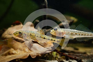 Gudgeon swim over oak leaf litter and blurred monkey goby, clever tiny freshwater wild caught and domesticated fish in biotope