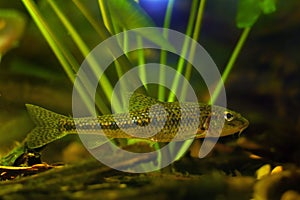 gudgeon swim to hide, clever tiny freshwater wild caught and domesticated fish in temperate river biotope aquarium, vegetation