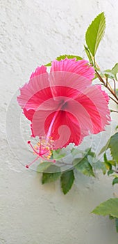 Gudhal flower Hibiscus